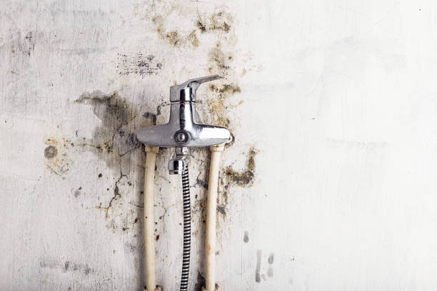 Best Best Mold Removal Companies  in Lorton, VA