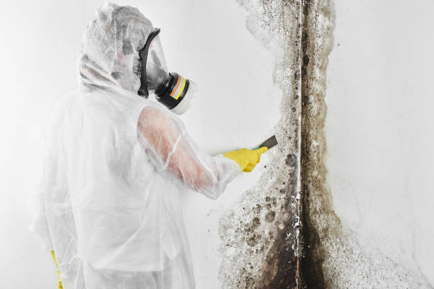 Best Mold Remediation  in Lorton, VA
