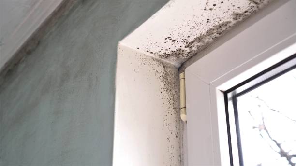 Best Mold Removal Process  in Lorton, VA