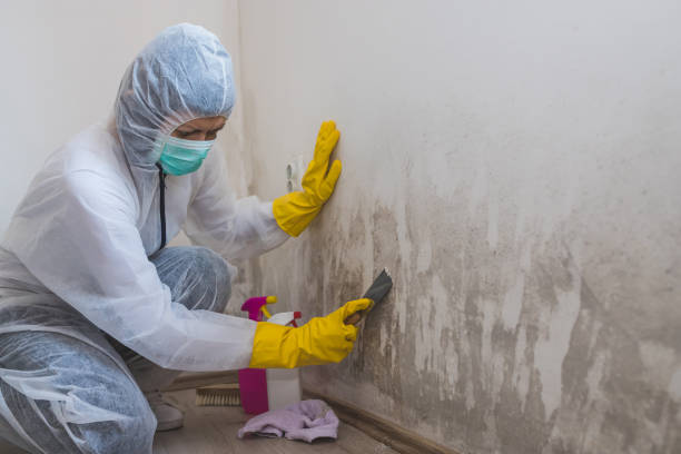 Best Attic Mold Removal  in Lorton, VA
