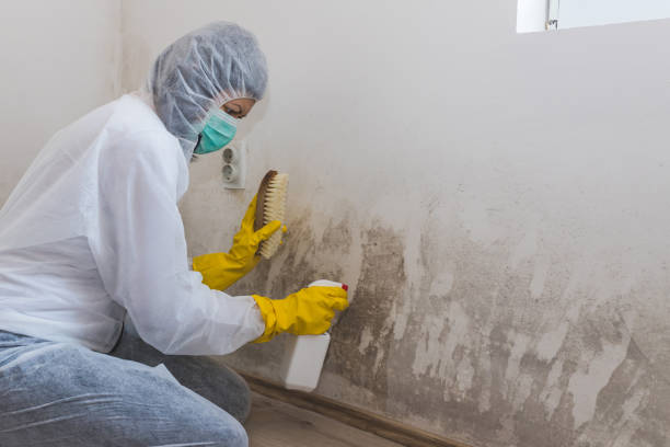 Best Mold Testing  in Lorton, VA