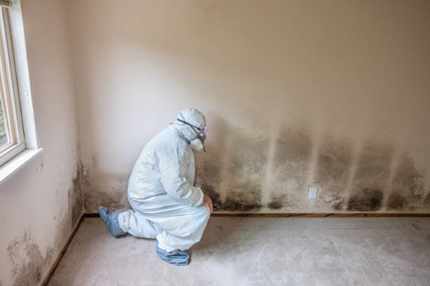 Best Toxic Mold Removal  in Lorton, VA