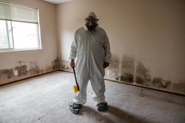 Best Fast Mold Removal  in Lorton, VA