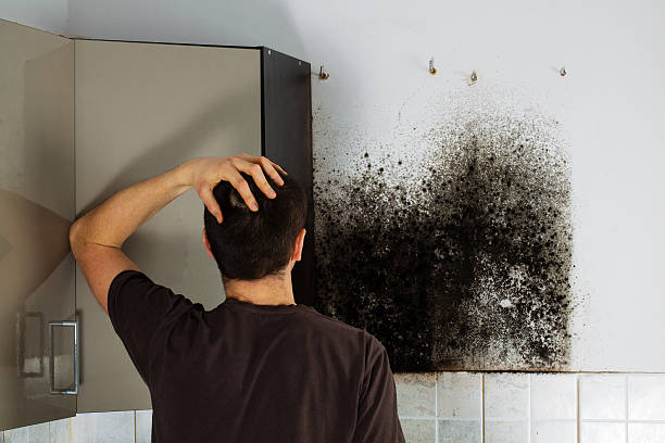 Certified Mold Removal in Lorton, VA