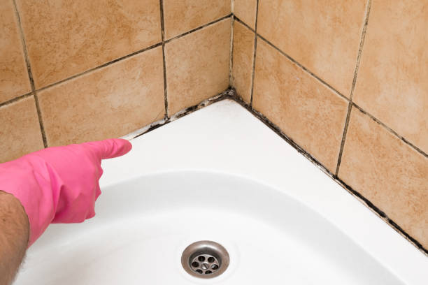 Attic Mold Removal in Lorton, VA