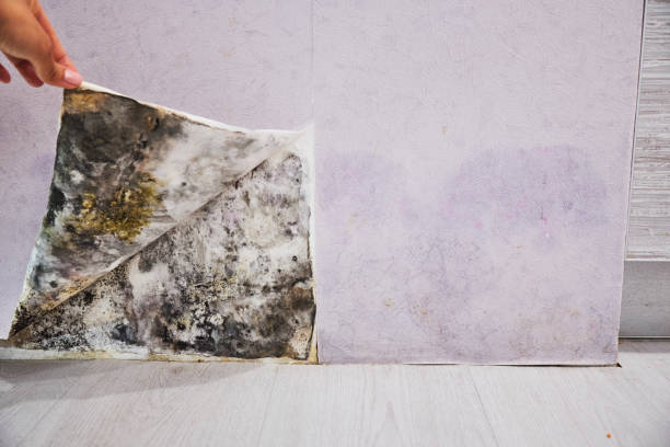 Best Black Mold Removal  in Lorton, VA